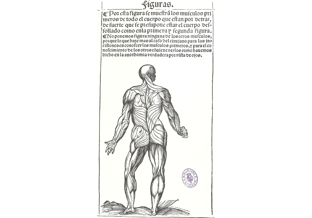 Libro anatomia-Montana Monserrate-Sebastian Martinez-Incunables Libros Antiguos-libro facsimil-Vicent Garcia Editores-9 Musculos.